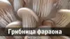 Грибница фараона